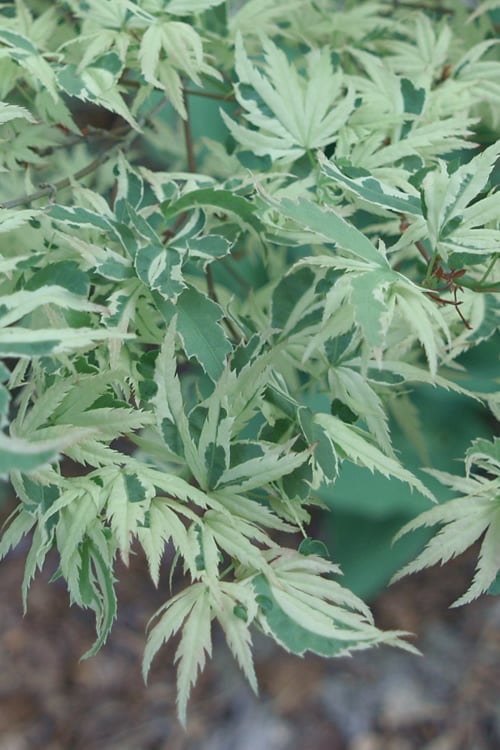  Butterfly Japanese Maple - 2 Gallon Pot