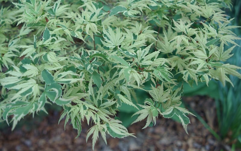  Butterfly Japanese Maple - 2 Gallon Pot