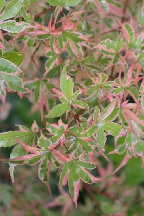  Butterfly Japanese Maple - 3 Gallon Pot