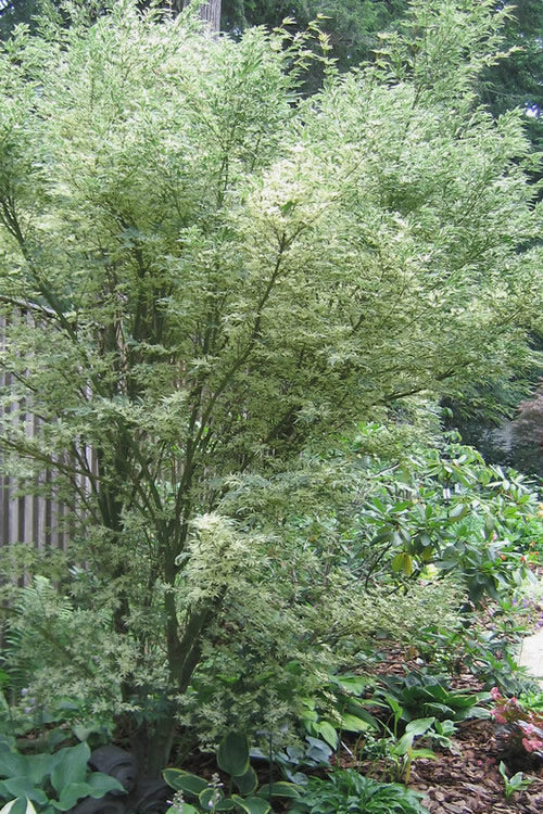  Orido Nishiki Pink Variegated Japanese Maple - 3 Gallon Pot