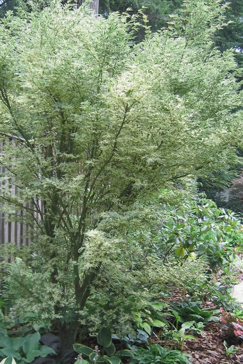  Butterfly Japanese Maple - 3 Gallon Pot