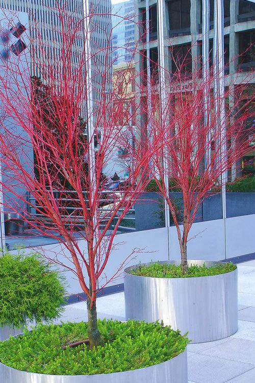  Sango Kaku Coral Bark Japanese Maple - 5 Gallon Pot (6-7')