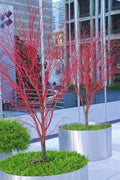  Sango Kaku Coral Bark Japanese Maple - 3 Gallon Pot (7-8')