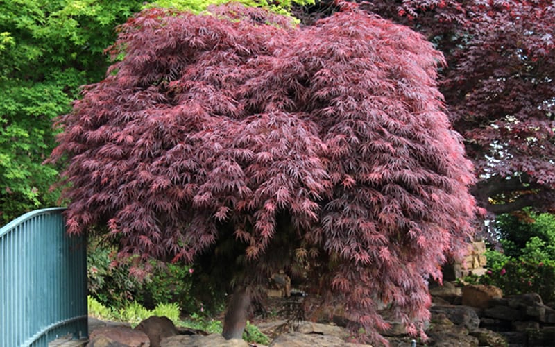  Crimson Queen Dwarf Japanese Maple (High Graft Tree Form) - 1 Gallon Pot 