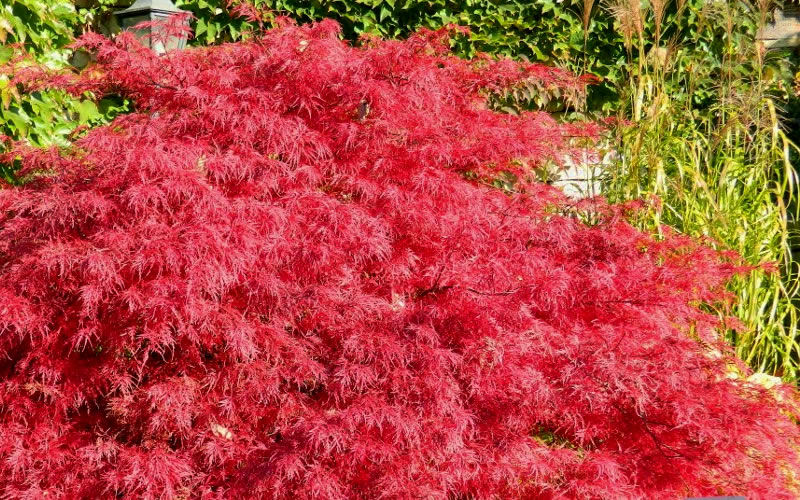 Crimson Queen Dwarf Japanese Maple (High Graft Tree Form) - 5 Gallon Pot