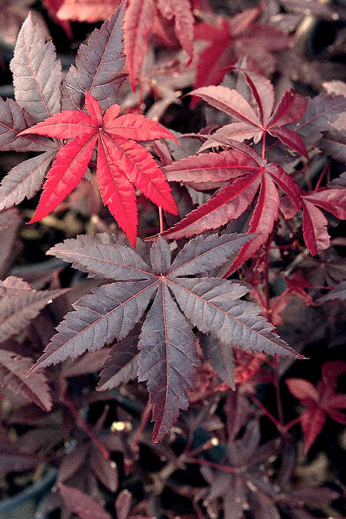  Emperor 1 Japanese Maple - 3 Gallon Pot (4.5-5.5')