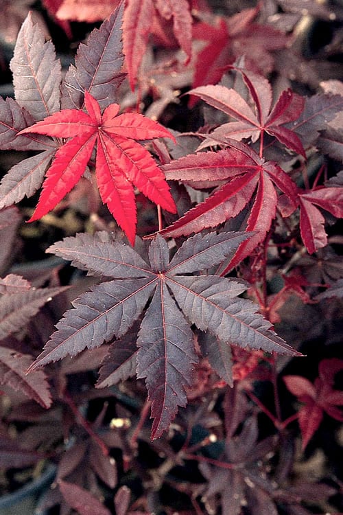  Emperor 1 Japanese Maple - 1 Gallon Pot
