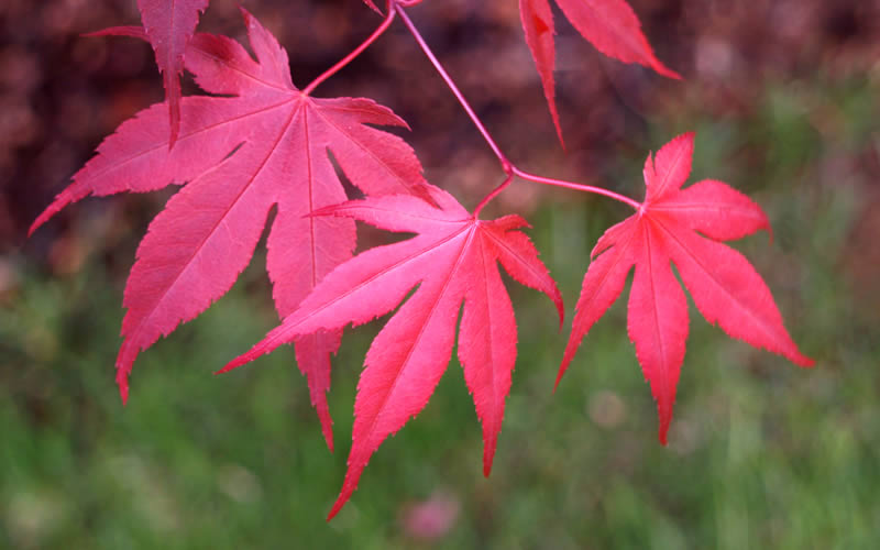  Bloodgood Red Leaf Japanese Maple - 2 Gallon Pot