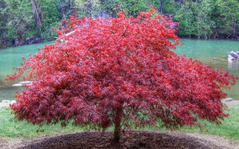  Firefall Lace Leaf Japanese Maple - 1 Gallon Pot
