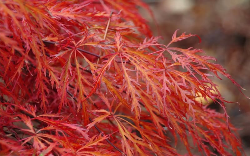  Firefall Lace Leaf Japanese Maple - 1 Gallon Pot