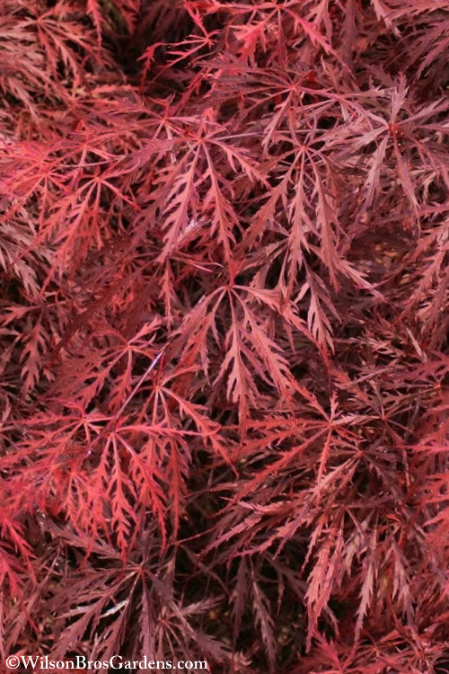  Firefall Lace Leaf Japanese Maple - 2 Gallon Pot
