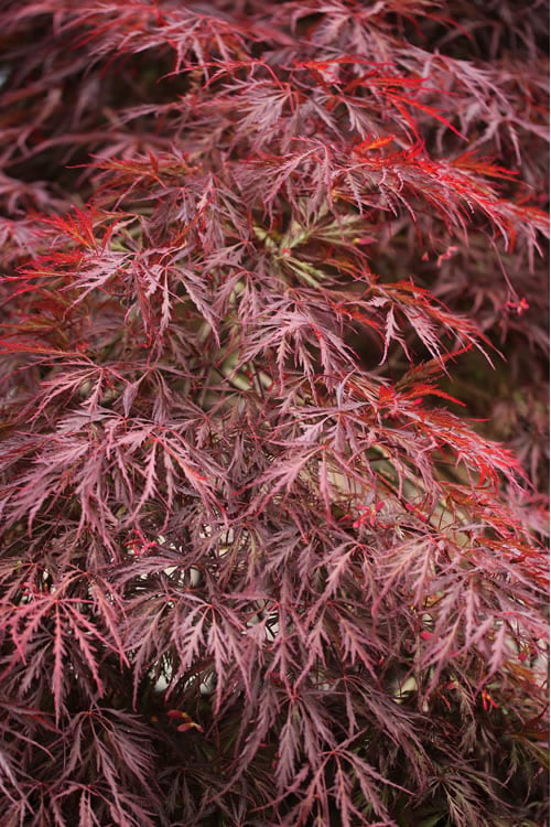  Firefall Lace Leaf Japanese Maple - 1 Gallon Pot
