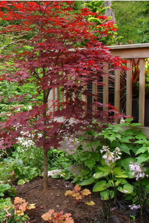  Fireglow Red Leaf Japanese Maple - 2 Gallon Pot