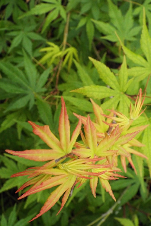  Glowing Embers Japanese Maple - 7 Gallon Pot (7'+)