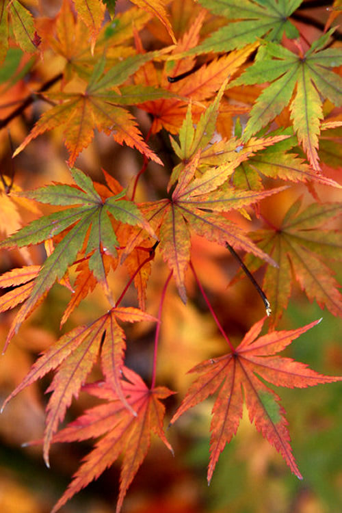  Glowing Embers Japanese Maple - 7 Gallon Pot (7'+)