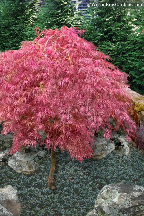  Hana Matoi Pink Leaf Japanese Maple (Acer Palmatum) (High Graft Tree Form) - 1 Gallon Pot