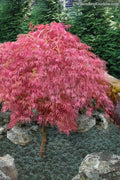  Hana Matoi Pink Leaf Japanese Maple (Acer Palmatum) - 2 Gallon Pot