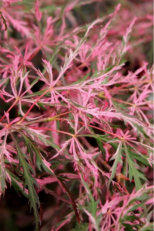  Hana Matoi Pink Leaf Japanese Maple (Acer Palmatum) - 2 Gallon Pot