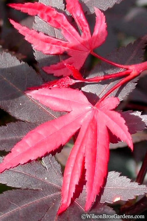  Red 'N Summer Japanese Maple - Acer Palmatum 'Hefner's Red' - 3 Gallon Pot (4-5')