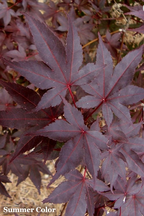  Red 'N Summer Japanese Maple - Acer Palmatum 'Hefner's Red' - 3 Gallon Pot
