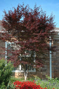  Red 'N Summer Japanese Maple - Acer Palmatum 'Hefner's Red' - 3 Gallon Pot (3-4')