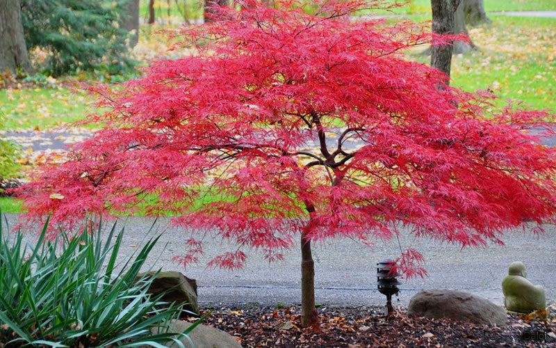  Inaba Shidare Red Japanese Maple - 1 Gallon Pot (High Graft Tree Form)