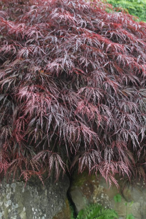  Inaba Shidare Red Japanese Maple - 5 Gallon Pot (2-3')