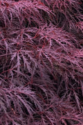  Inaba Shidare Red Japanese Maple - 5 Gallon Pot (High Graft Tree Form)