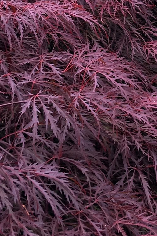 Inaba Shidare Red Japanese Maple - 1 Gallon Pot (High Graft Tree Form)