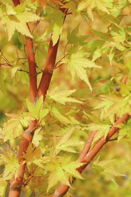  Japanese Sunrise Japanese Maple - 3 Gallon Pot