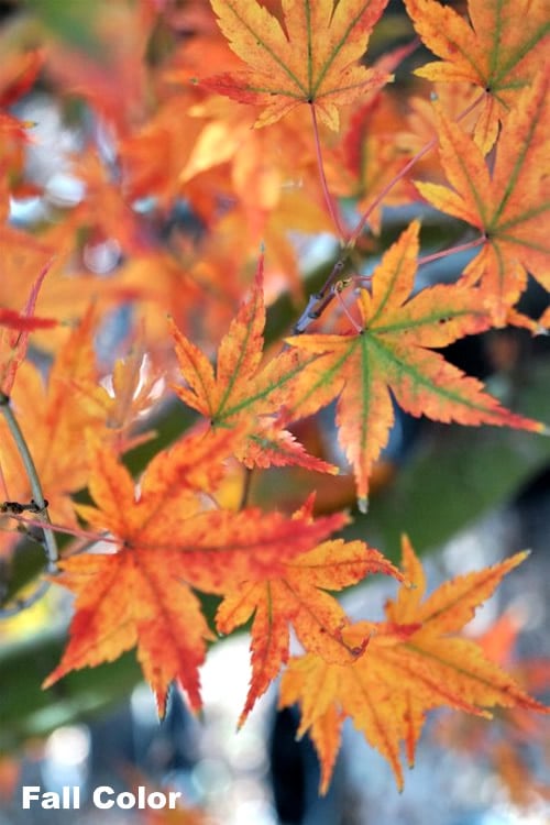  Japanese Sunrise Japanese Maple - 3 Gallon Pot