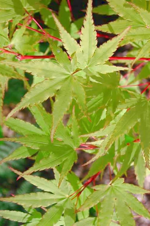  Japanese Sunrise Japanese Maple - 3 Gallon Pot