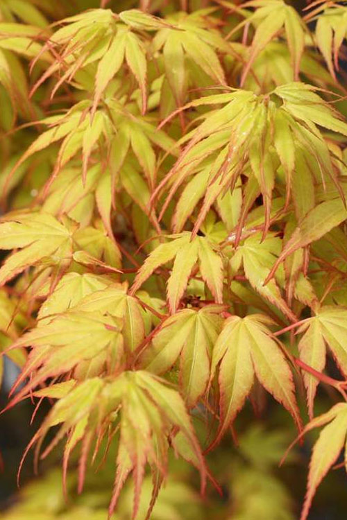  Katsura Japanese Maple - 3 Gallon Pot (3-4')