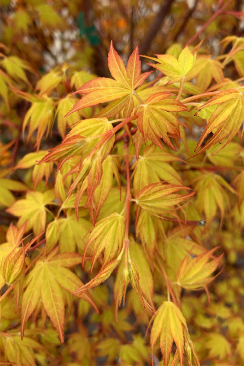 Katsura Japanese Maple - 3 Gallon Pot (3-4')