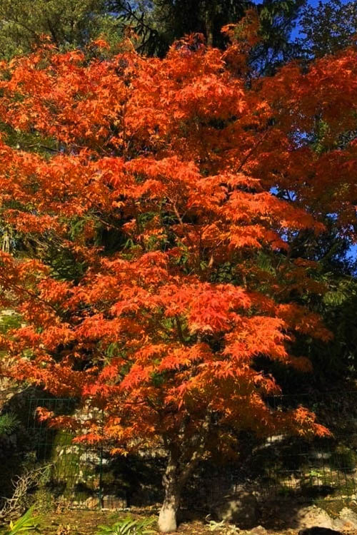  Katsura Japanese Maple - 3 Gallon Pot (4-5')