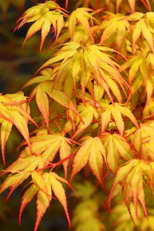  Katsura Japanese Maple - 3 Gallon Pot (3-4')