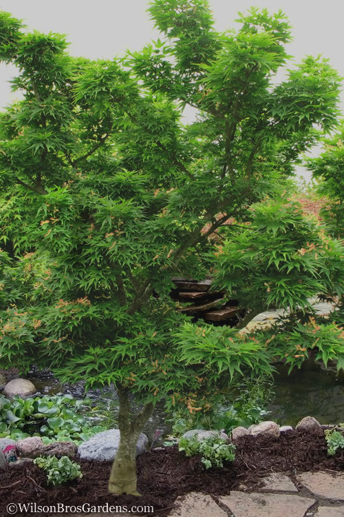  Mikawa Yatsubusa Japanese Maple - 3 Gallon Pot (2-3')
