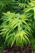  Mikawa Yatsubusa Japanese Maple - 7 Gallon Pot