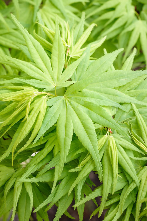  Mikawa Yatsubusa Japanese Maple - 1 Gallon Pot (2-3')