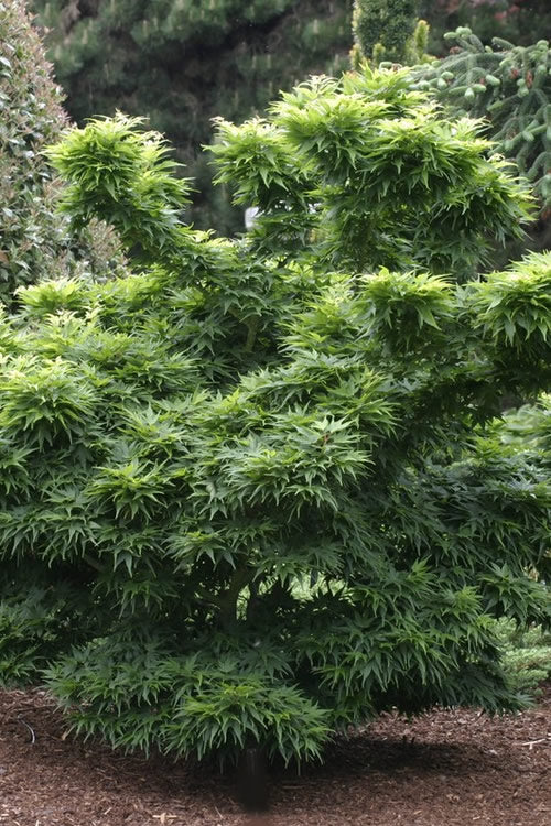  Mikawa Yatsubusa Japanese Maple - 3 Gallon Pot (2-3')