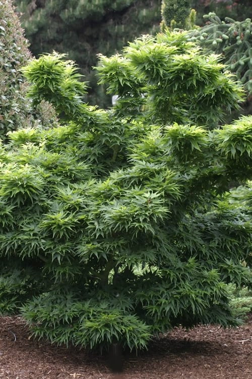  Mikawa Yatsubusa Japanese Maple - 5 Gallon Pot