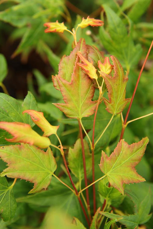  Mitsuba Yama Japanese Maple - 5 Gallon Pot