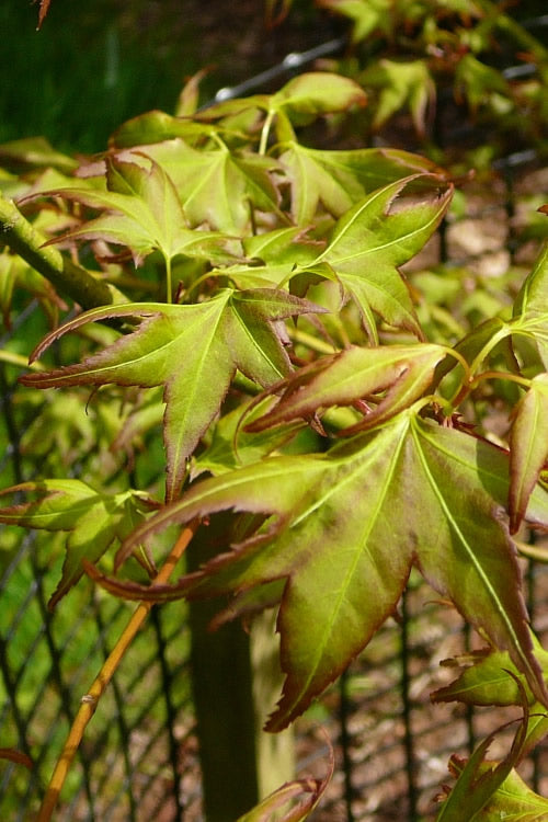  Mitsuba Yama Japanese Maple - 5 Gallon Pot