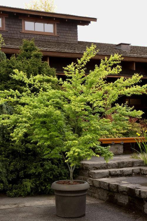  Mitsuba Yama Japanese Maple - 5 Gallon Pot