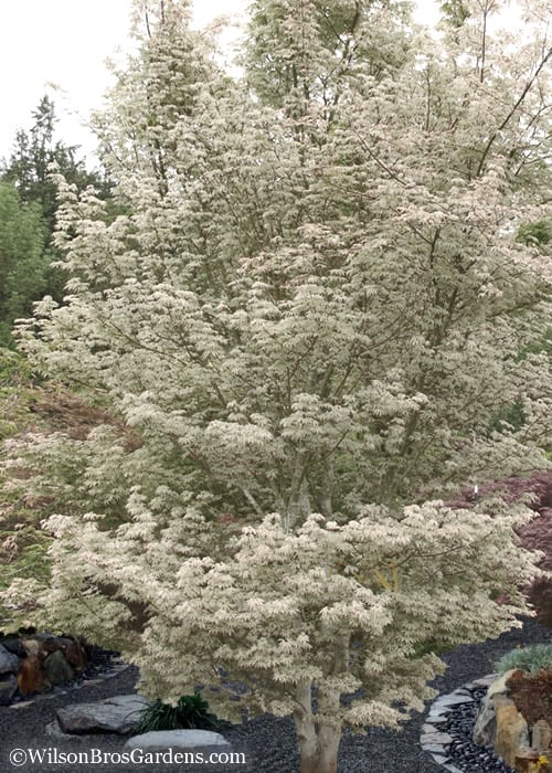  Ukigumo Floating Cloud Ghost Japanese Maple - 3 Gallon Pot (3-3.5')