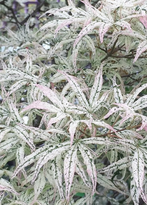  Ukigumo Floating Cloud Ghost Japanese Maple - 1 Gallon Pot