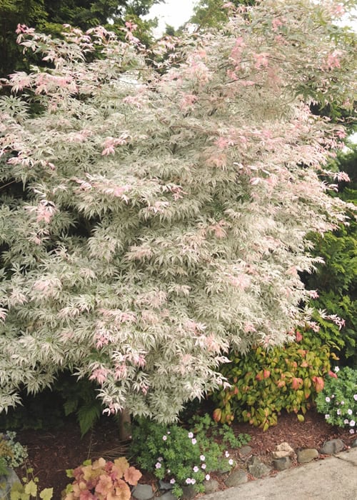  Ukigumo Floating Cloud Ghost Japanese Maple - 3 Gallon Pot (3-3.5')