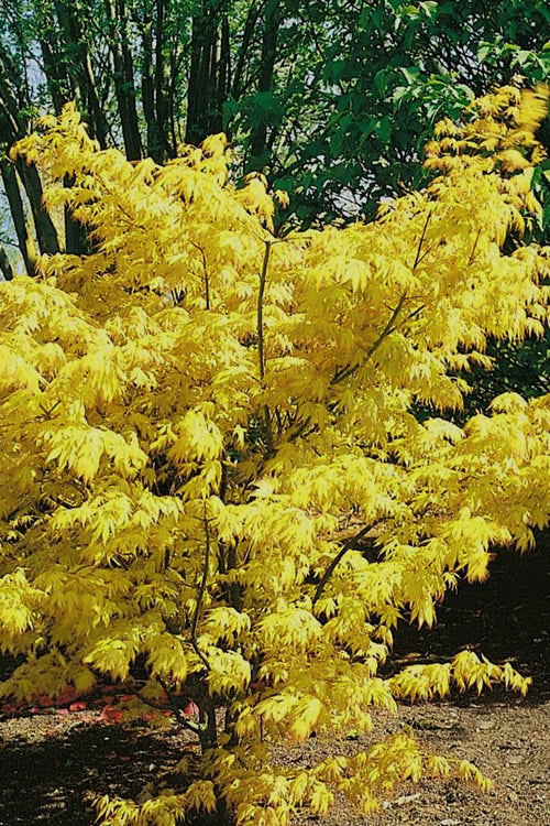  Orange Dream Japanese Maple - 7 Gallon Pot