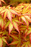  Orange Dream Japanese Maple - 7 Gallon Pot