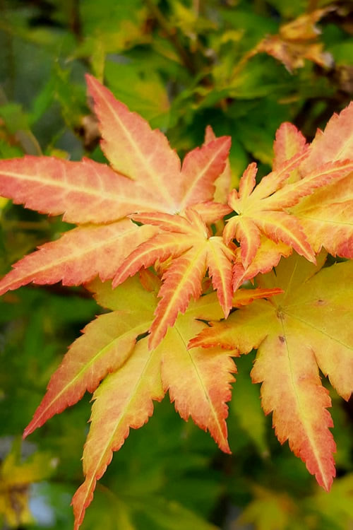  Orange Dream Japanese Maple - 7 Gallon Pot